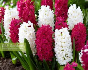 Зюмбюл Коледна колекция бяло и червено - Hyacinthus white and red