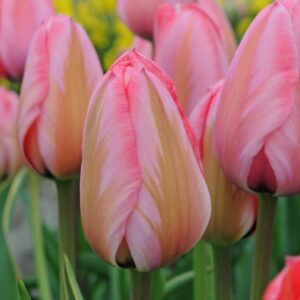 Лале дизайнерски ефект с шарени листа - Tulip design impression