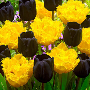 Кичесто ресничесто с цвят на божур лале Любов моя - Tulip Mon amour Кичесто ресничесто с цвят на божур лале Любов моя - Tulip Mon amour