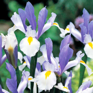 Ирис многогодишен Сребърна Красавица - Iris silvery beauty