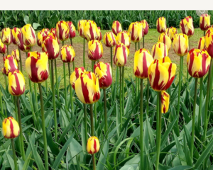 Лале най-шареното екстравагантно и трайно - Tulip Helmar