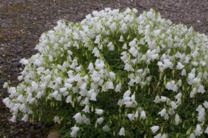 Кампанула алпийска почвопокривна бяла зимоустойчива - Campanula cochlerifolia Alpine white breeze