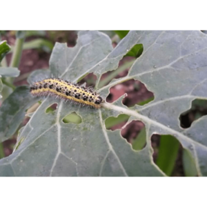 Еко тор бариера за защита на растенията срещу колорадски бръмбар и гъбични заболявания - Lithothamnium