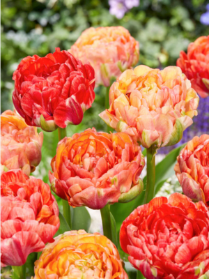 Лале единствено кичесто с гигантски греещи променящи се цветове - Tulip Gudoshnik double
