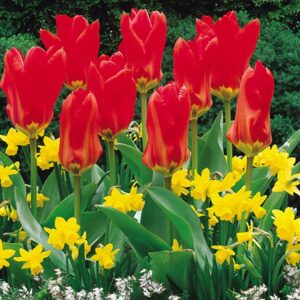 Лале многогодишно ароматно не изчезва с годините 12 см цвят - Tulip Madame Lefeber