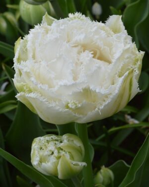 Лале единственото хем кичесто хем ресничесто с цвят 8 см - Tulip snow crystal