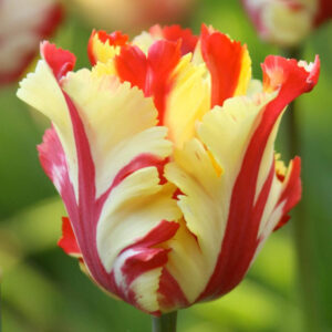 Лале екзотично папагалско Тексаски огън - Tulip texas flame