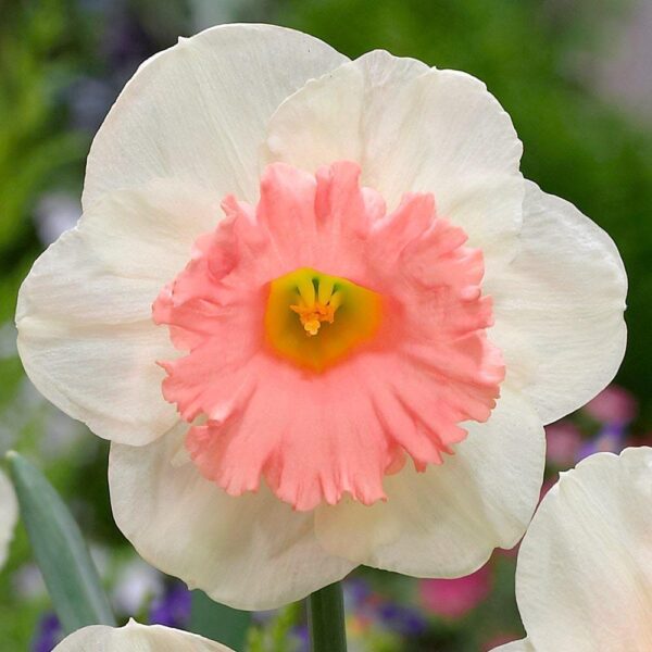 Нарцис Чадър единственият с розова лула - Narcissus pink parasol
