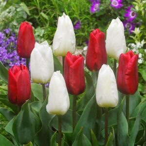 Лале Рубинен принц в къпоценно червено - Tulip Ruby prince