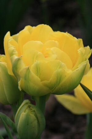 Лале ранно кичесто ароматно Монте Карло награден сорт - Tulip double early Monte Carlo