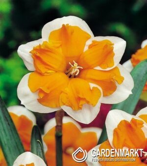 Нарцис дълго цъфтящ ароматен с оранжева лула - Narcissus Orangery