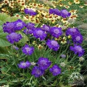Скабиоза медоносна и многогодишна най-синята кичеста за слънчеви градини - Scabiosa Fama deep blue