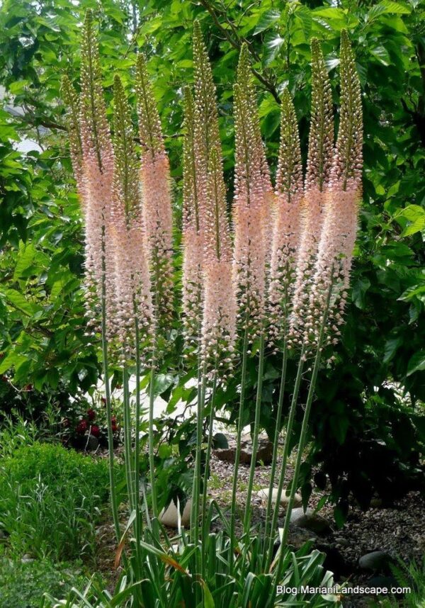 Еремурус най-драматичното цъфтящо цвете с 800 цветчета на стъбло - Eremurus robustus