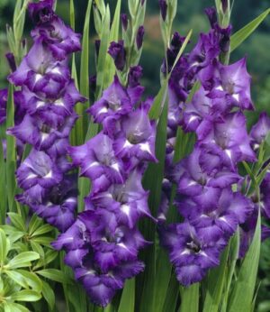 Гладиол двуцветен синята звезда - Gladiolus Blue star Гладиол двуцветен синята звезда - Gladiolus Blue star