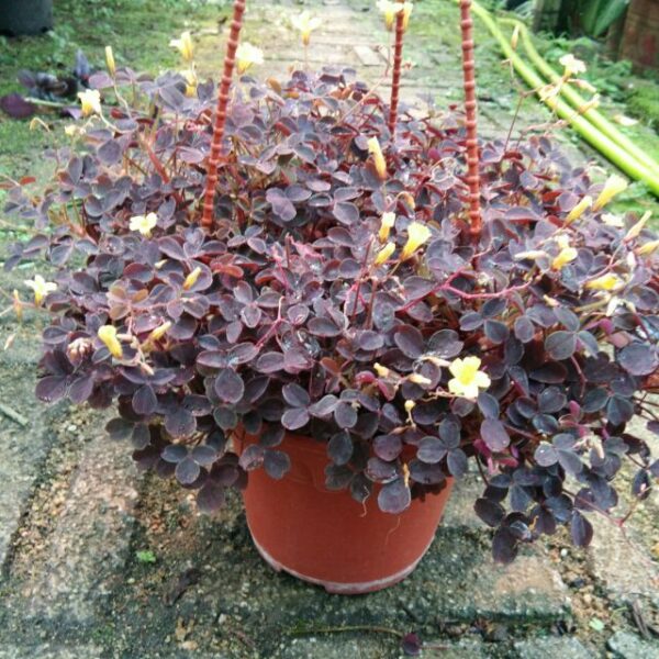 Оксалис висящ за саксия и почвопокривен за градина - Oxalis purpurea Garnet
