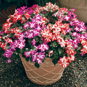 Импасианс звезда смес почвопокривен нисък за сянка 50 семена - Impatiens walleriana Imara star mix Импасианс звезда смес почвопокривен нисък за сянка 50 семена - Impatiens walleriana Imara star mix