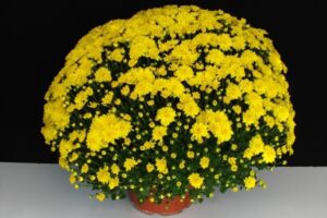 Хризантема презимуваща мутифлора по избор - Chrysanthemum multiflora