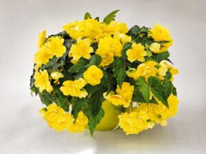 Бегония висяща цъфти нон стоп и формира грудка - Begonia yellow joy