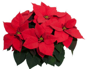 Коледна звезда за подарък и символ на Новогодишните празници - Poinsettia red