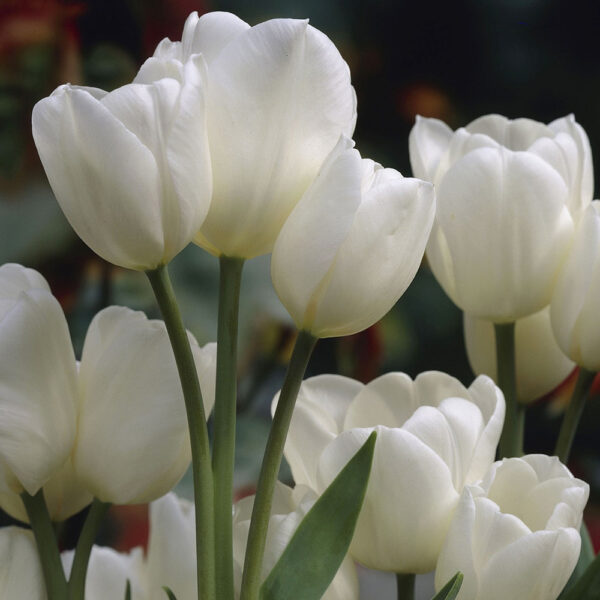 Лале бяло многоцветно цъфти с 5-6 цвята на стъбло - Tulip Berliner Weise