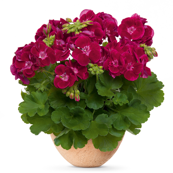 Мушкато двуцветно Феята на цветовете Велвет - Pelargonium Flower Fairy Velvet