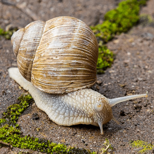 Еко натурален препарат против нашествие на голи и черупкови охлюви 1500 грама - Granulated snail disabituante
