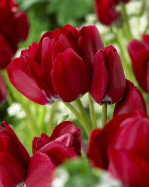 Лале Огнен клуб червено с три четири цвята - Tulip multiflowering fiery club