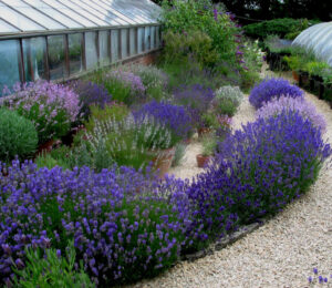 Лавандула най-зимоустойчивата и издръжлива на суша - Lavender angustifolia Munstead