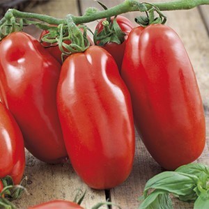Домат чушка Скаталоне с превъзходен вкус подходящ лютеници 1000 семена - Tomato Scatalone