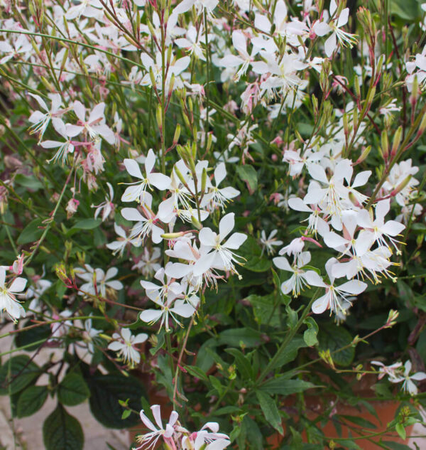 Гаура пеперудено цвете зимоустойчива за сухи и слънчеви градини - Gaura Sparkle white