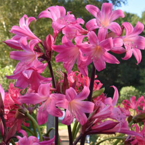 Амарилис и за градина многоцветен с до 12 цвята на стъбло - Amaryllis Belladonna