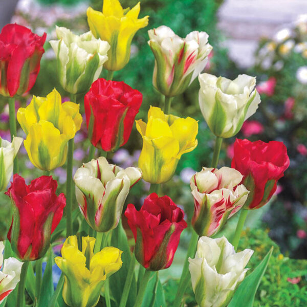 Лалета двуцветни смес с най-продължителен 4 седмичен цъфтеж - Tulip viridiflora mix