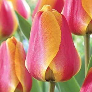 Награден сорт многогодишно лале Елитът на Апелдорн - Tulip Apeldoorn's elite
