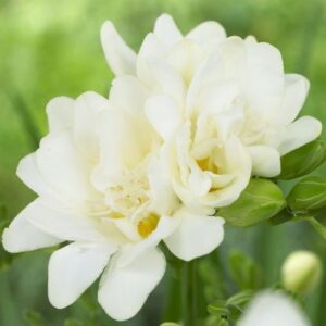 Фрезия ароматна кичеста и романтично бяла - Fresia double white