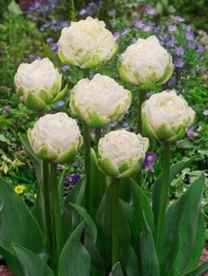 Лале божуресто награден нов сорт с огромен снежно бял кичест цвят - Tulip white mountain Лале божуресто награден нов сорт с огромен снежно бял кичест цвят - Tulip white mountain