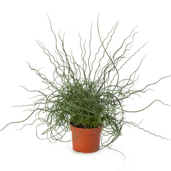 Джункус многогодишна екзотична трева вкоренен в саксия за подарък - Juncus spiralis