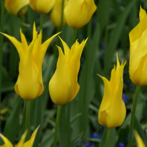 Лале лилиевидно не изчезва и е ароматно - Tulip lilyflowering west point