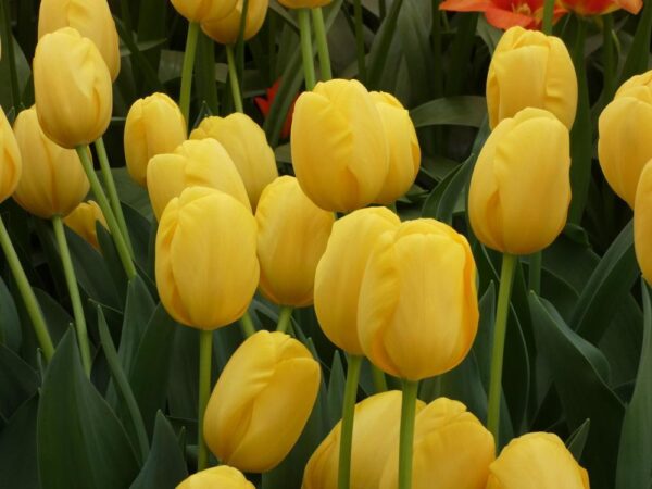 Лале Слънчево жълто високо - Tulip novi sun