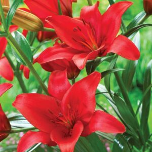Лилиум Пруното с безброй ослепително червени цветове - Lilium asiatic Prunotto