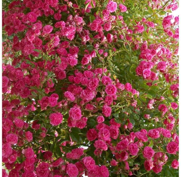 Роза увивна ароматна с кичест розов цвят в саксия 15 см - Climbing pink rose