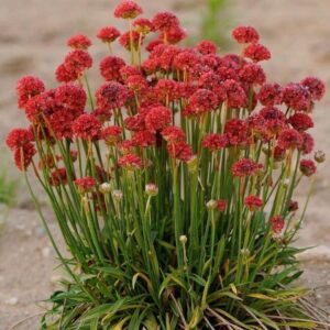 Армерия червената балерина с най-едрите цветове - Armeria pseudoarmeria red