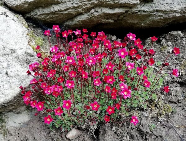 Саксифрага пълзяща и почвопокривна червеният Роко - Saxifraga arendsii Red Rocco