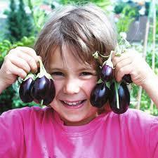 Патладжан мини без бодли за отглеждане и в саксия - Eggplant baby
