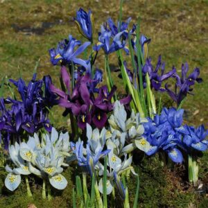 Ирис нискостъблен за алпинеуми и ценители смес - Iris dwarf mix