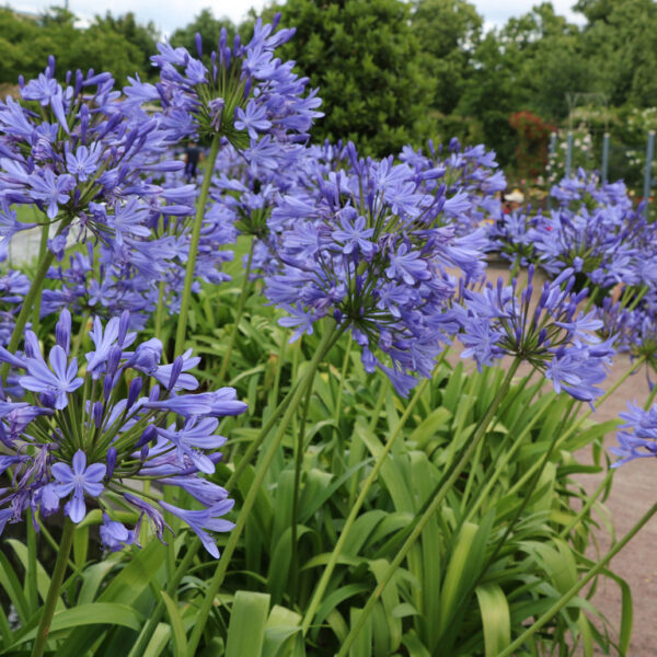 Агапантус аристократичната синя лилия устойчива на суша и жега - Agapanthus headbourne hybrid
