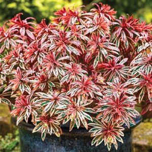 Еуфорбия Леден пламък с най-екстравагантните цветове - Euphorbia amygdaloides Frosted flame