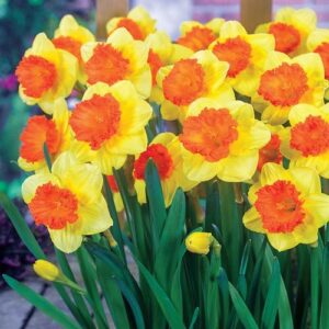 Едроцветен нарцис с къдрава Корона като корали - Narcissus coral crown