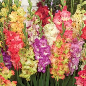 Гладиол супер едри цветове смес - Gladiolus mix