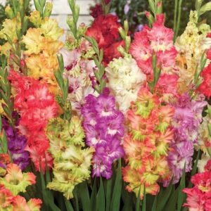 Гладиол шарени цветове супер едри луковици смес - Gladiolus mix