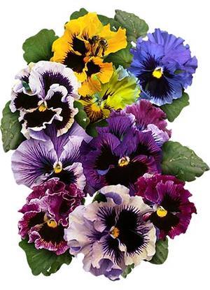 Виола единствената къдрава смес по цветове - Viola Rococo